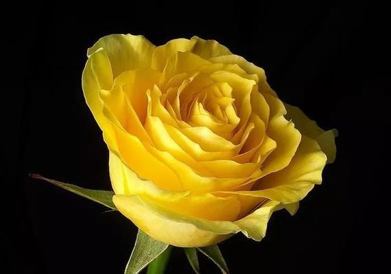 黄玫瑰花的花语与象征意义（探寻黄玫瑰的代表寓意及其深刻内涵）