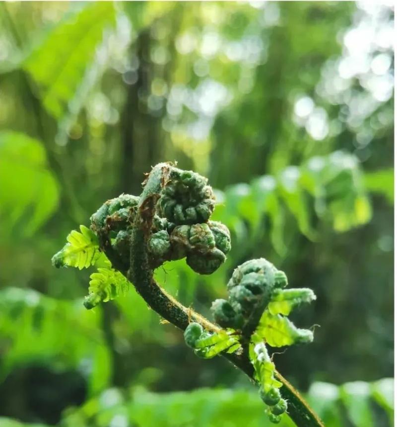 活化石植物（探索活化石植物的代表意义及其生物学奥秘）