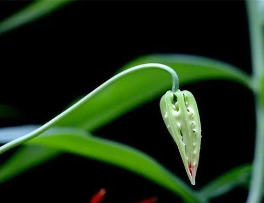 嘉兰花语的含义及传承(探寻嘉兰花语的深层内涵)