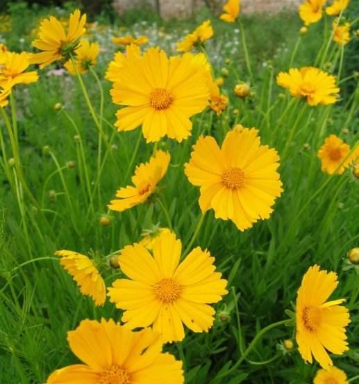 金鸡菊花语之美——探索花卉的隐含情感（解析金鸡菊的寓意与象征）