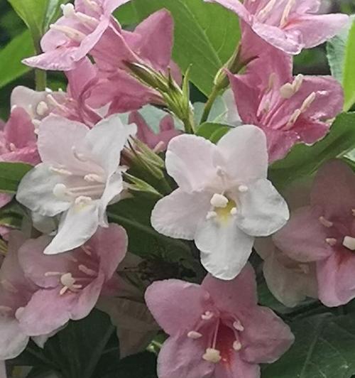 锦带花的花语与意义——传达美好祝福的纽带（探索锦带花的深层寓意和使用场景）