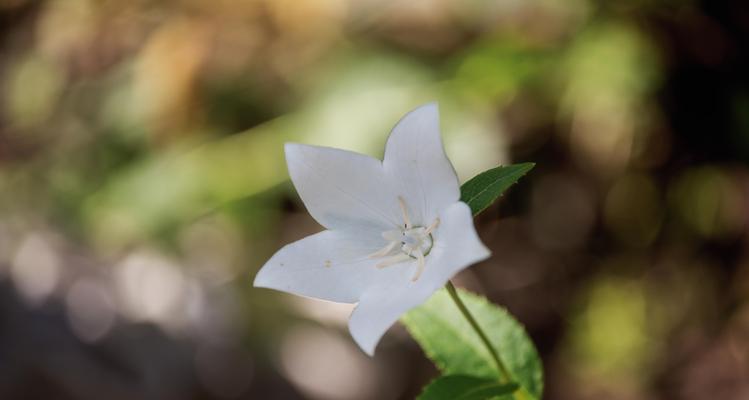 桔梗花的寓意和象征意义(深入解读桔梗花的象征之道)