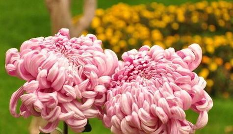 菊花之美（菊花的独特之处与深远意义）