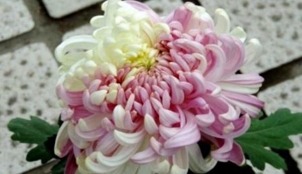 菊花的象征意义（揭示菊花的文化内涵与象征意义）