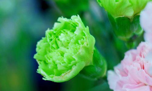 康乃馨花语的含义及象征(探究康乃馨的花语及其传达的情感)