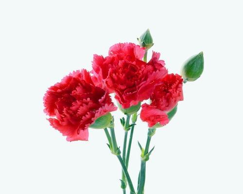 以康乃馨花语送人,传达心意之美(适合送给父母)