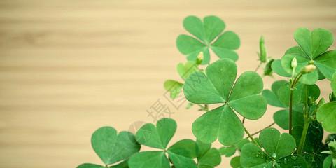 四叶草的寓意与象征（探寻四叶草的奇迹与传说）