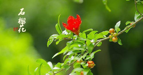 石榴花的花语(探究石榴花的寓意与象征)