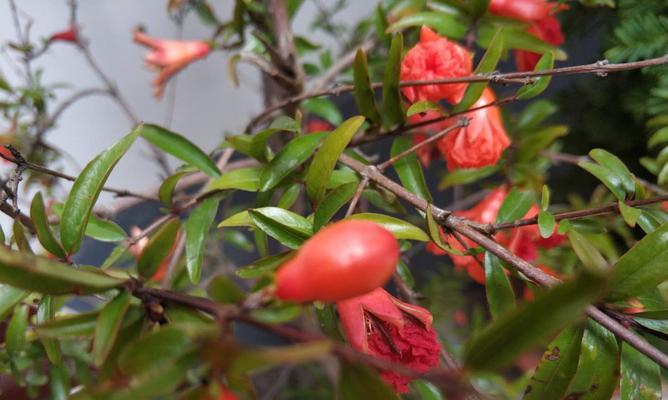 石榴花的开花特点（一年几次开花）