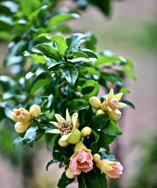 石榴开花结果的奥秘（探究石榴开花结果的月份与技巧）