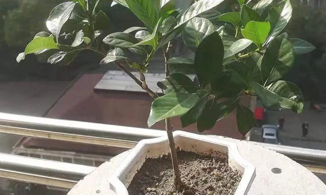石榴肥料的选择（选择适合的肥料）
