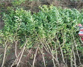 石榴苗的最佳栽种时间（选择恰当的季节）