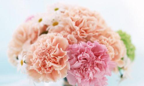 康乃馨的花语与寓意（送女生康乃馨）