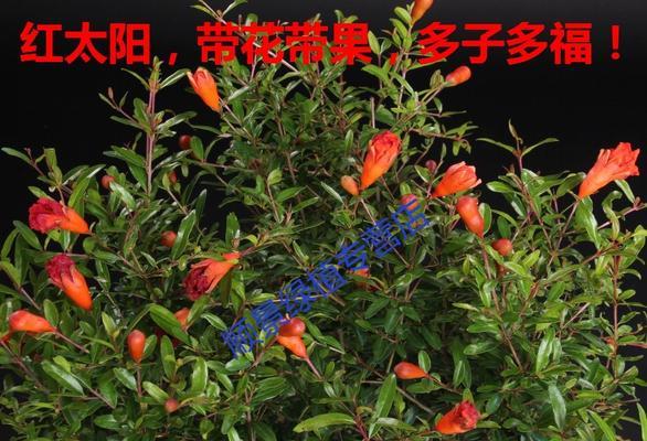 石榴的开花结果时间详解（石榴生长周期）