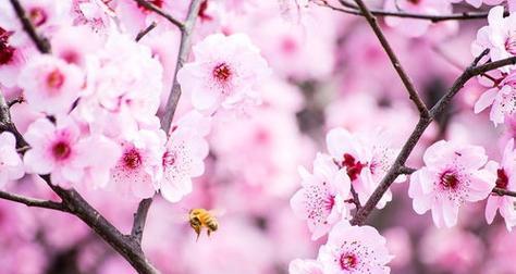 桃花花语(桃花寓意)