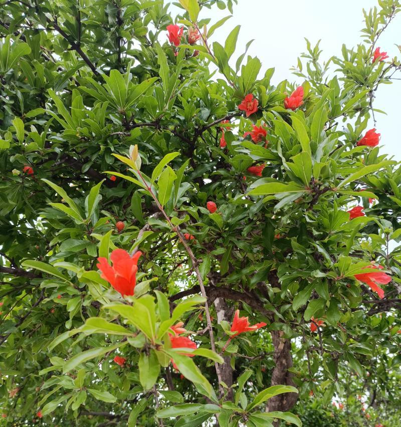 石榴树的开花结果时间探究(从开花到结果)