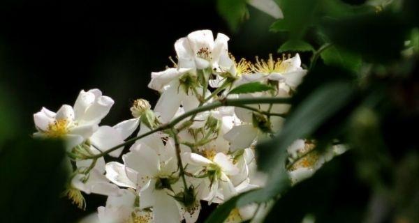 荼蘼花语与象征（探寻荼蘼花所传递的心灵寄托和美好象征）
