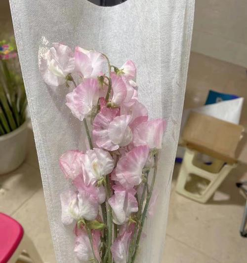 豌豆花语（追逐春日的呢喃）
