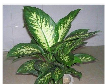 万年青的寓意和象征(探索万年青的美丽寓意)