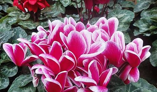 以仙客来花语（探索花语的奥秘）