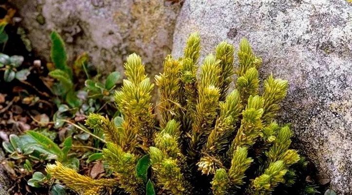 探究石松属于何种植物类型（探寻石松的特点与分类）