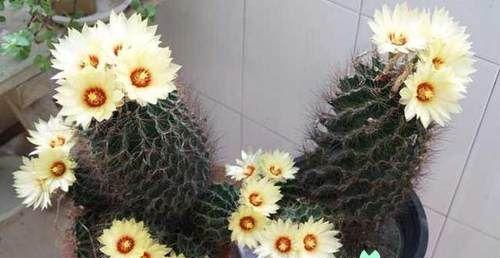 仙人球开花的寓意与象征意义(揭示仙人球开花的意义及其背后的寓意)