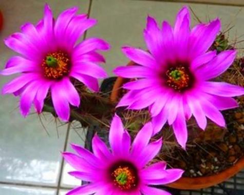 仙人掌花的花语——生命的坚韧与美丽（探寻仙人掌花的含义与象征）