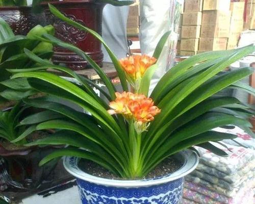 石蒜种植全攻略（如何养护石蒜让其开花更多）