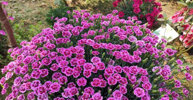 石竹的花期及生长习性（了解石竹）