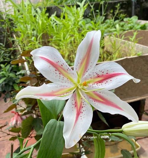 百合花的寓意与象征（香水百合的美丽芬芳和深远寓意）