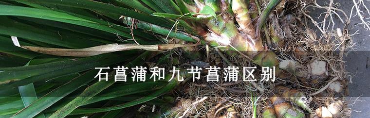 探秘石菖蒲的功效与作用(发现石菖蒲的健康秘密与食用方法)