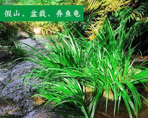 石菖蒲——水中的美丽之花（探究石菖蒲的水生特性与生态价值）