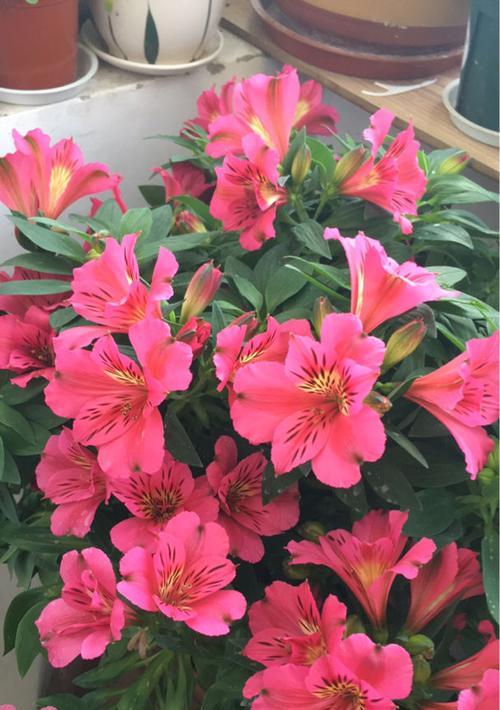 花朵中的友谊之象征（探寻花朵中蕴含的友谊寓意与情感）