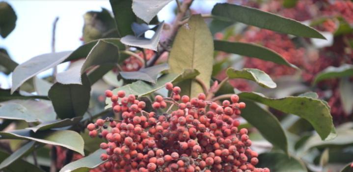 石楠果实有毒吗（了解石楠的毒性与防范措施）