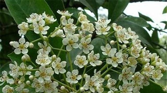 石楠花开放时间表（石楠花开花月份）