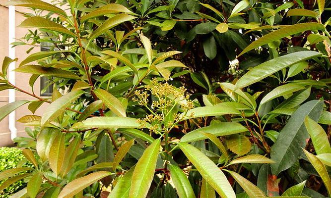 石楠——一种被子植物