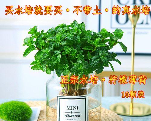土薄荷水培养殖方法详解（水培薄荷的适宜环境和关键技巧）