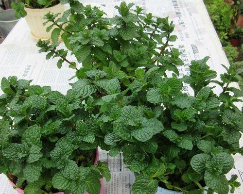 薄荷（薄荷可以清除家居甲醛污染）