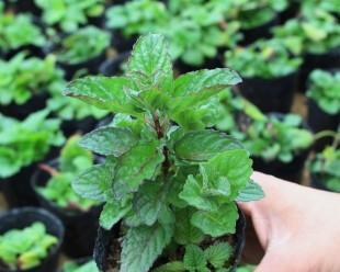 薄荷的生长特性与应用研究（一种多功能几年生草本植物的探究）