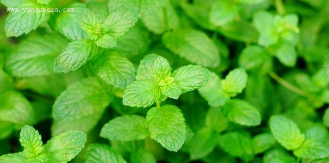 薄荷——芳香植物的代表（生长环境）