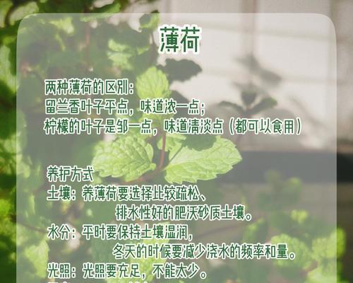 薄荷太密了怎么办(让你的薄荷更健康更美丽)