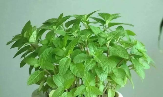 薄荷的光照需求（探究薄荷喜欢的光线条件以及生长环境）