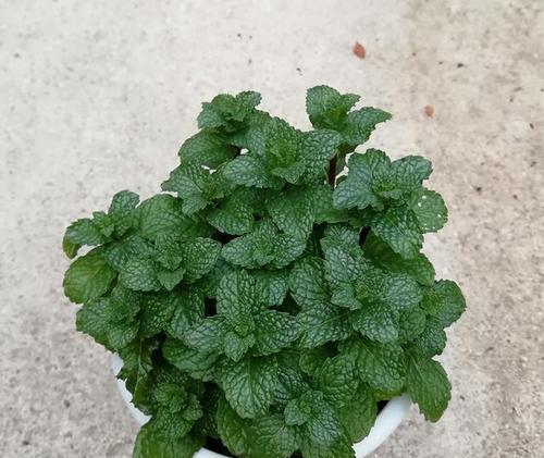 如何成功家庭养殖薄荷（掌握关键技巧）