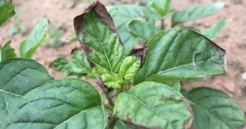 薄荷长虫子的病虫害治理方法（防治薄荷长虫子）