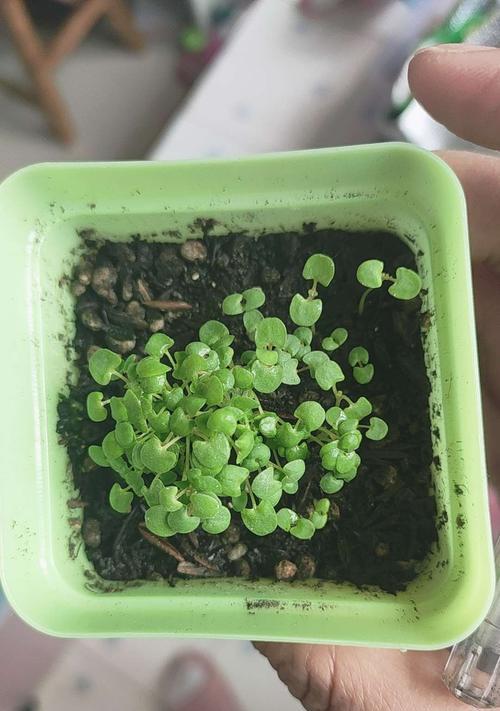 薄荷种子的发芽过程（揭秘薄荷种子发芽的奥秘——观察）