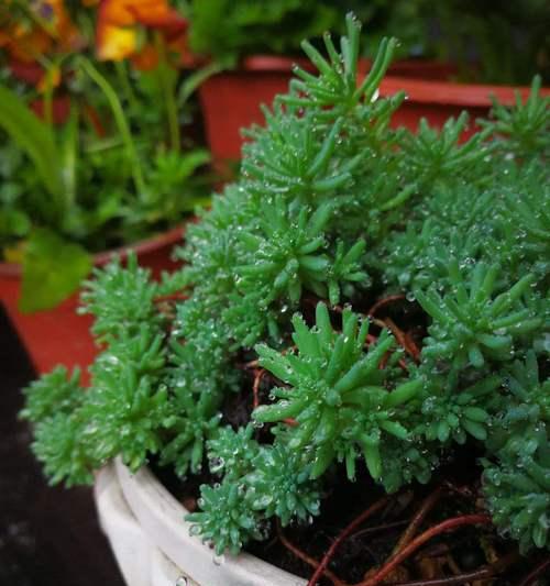 薄雪万年草和黄金万年草区别（探究它们的生长环境）