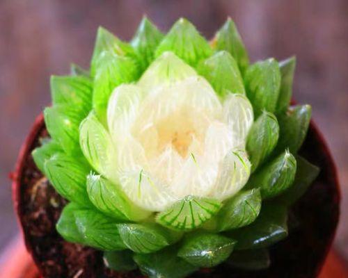 宝莲灯花的养殖技巧（让你的宝莲灯花开花更多）
