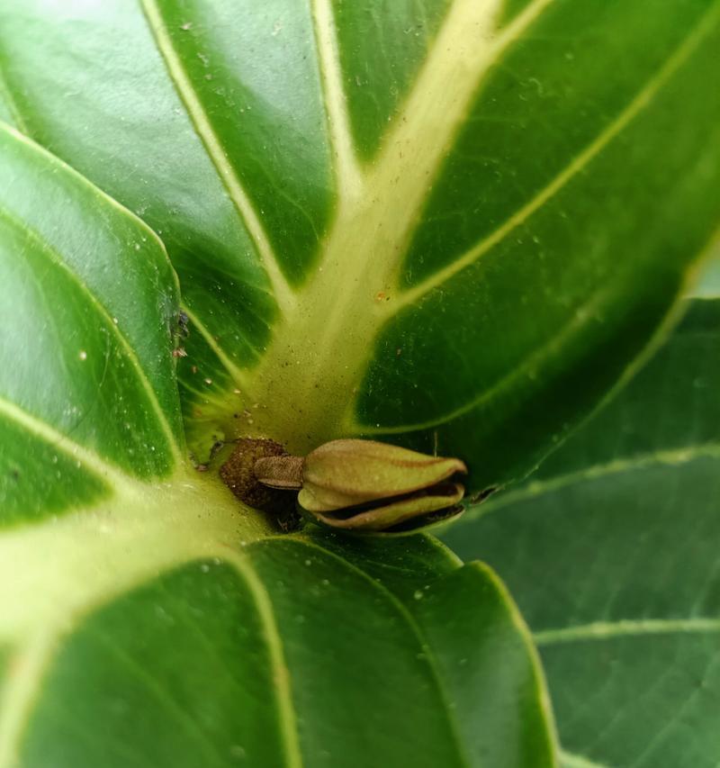 揭秘宝莲灯烂叶子的原因及解决方法（茶花树）
