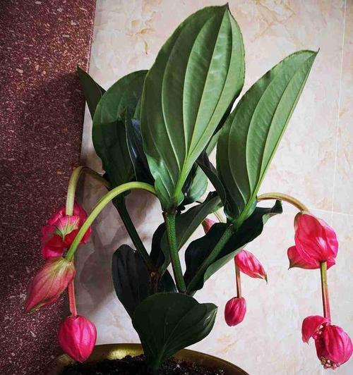 宝莲灯适合种植的盆器大小（小盆有优势）