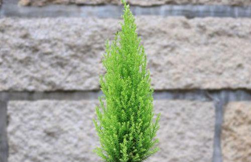 宝塔草的养殖方法和养护要点详解（轻松学会宝塔草的种植与养护技巧）